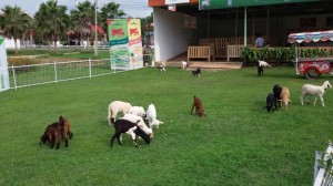 Gaots &sheep