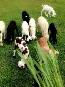 Gaots &sheep
