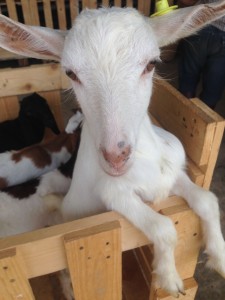 Gaots &sheep